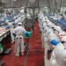 Granjas Carroll cumple 15 años donando carne a Sedif