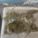 Los detienen mientras consumían marihuana, además portaban una bolsa de hierba en San Andrés