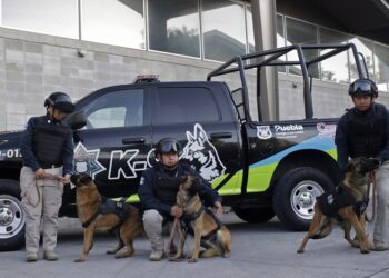 Presentan a 10 nuevos ejemplares de Unidad Canina de SSC