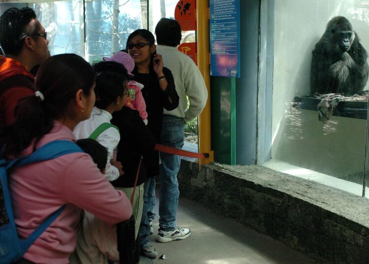 Denunciarán violaciones en zoológico de Guerrero