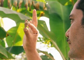 El bosque comestible biodiverso ‘más grande del mundo’ echa raíces en Ecuador
