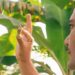 El bosque comestible biodiverso ‘más grande del mundo’ echa raíces en Ecuador