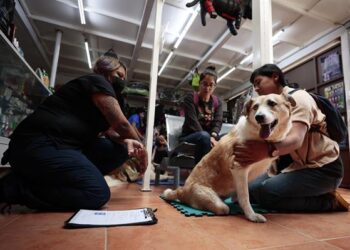 El centro de medicina alternativa para evitar eutanasia de mascotas en México