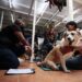 El centro de medicina alternativa para evitar eutanasia de mascotas en México