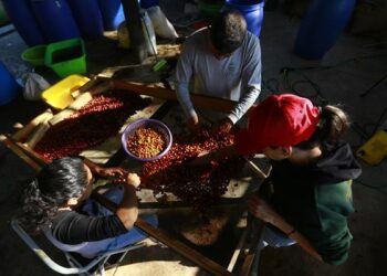 Cafetaleros mexicanos resienten efectos de la crisis climática en plantíos