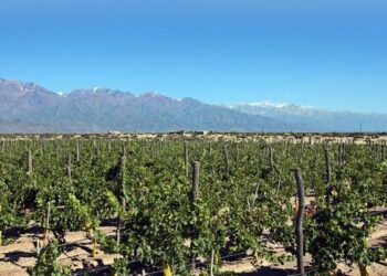 Fiestas y bodas en viñedos, las nuevas formas del enoturismo en Argentina