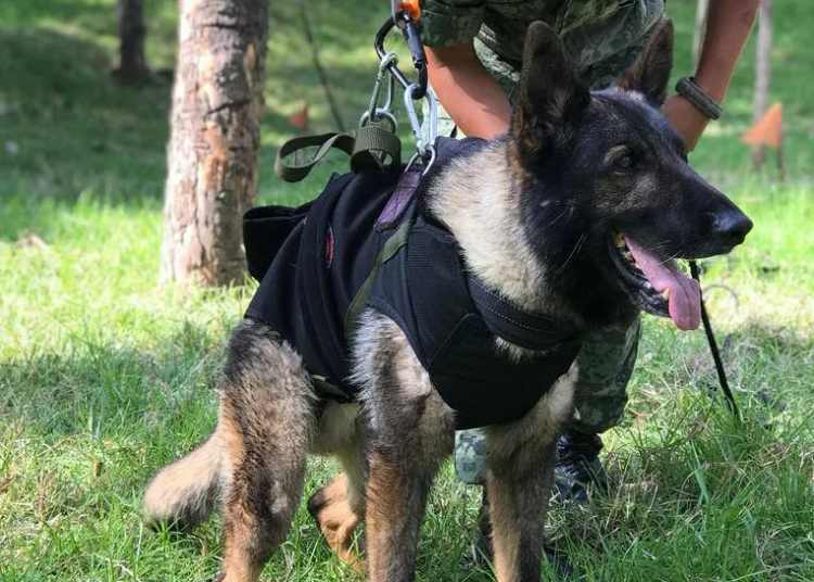 En Turquía, muere Proteo, perro rescatista mexicano