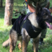 En Turquía, muere Proteo, perro rescatista mexicano