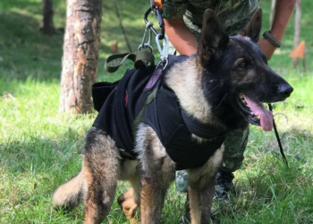 Erigirán en Estambul monumento a Proteo, perro rescatista de la Sedena