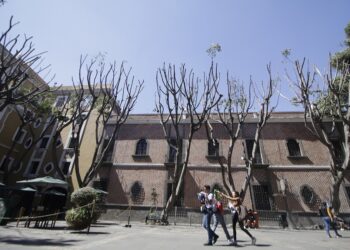 No retirarán comodato de cuidado de árboles al Hotel Colonial