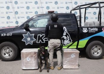 Comando K9 de SSC logra decomisar droga