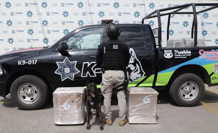 Comando K9 de SSC logra decomisar droga