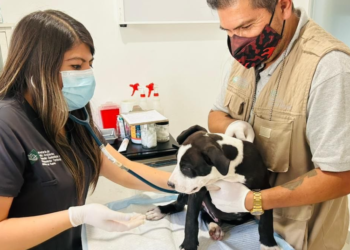 Gobierno Estatal rescata un perro víctima de crueldad