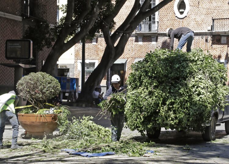 Habrá sanción por poda excesiva en la Plaza de la Democracia