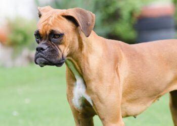 Vinculan a proceso a hombre por crueldad animal