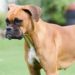 Vinculan a proceso a hombre por crueldad animal