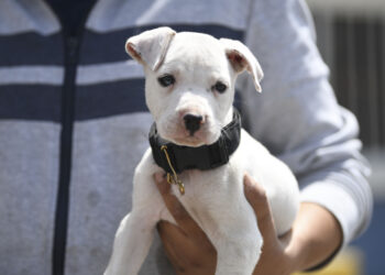Bridan vacuna antirrábica gratuita para gatos y perros en estado