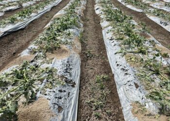 Gobierno atiende a afectados por granizadas
