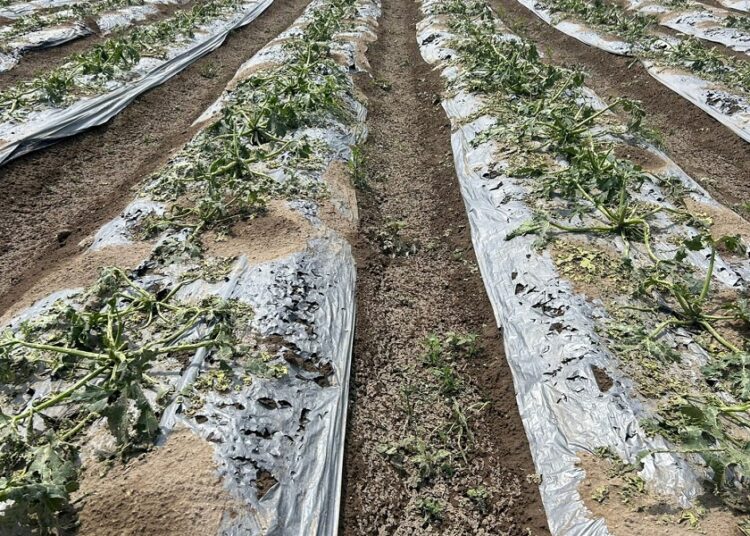 Gobierno atiende a afectados por granizadas