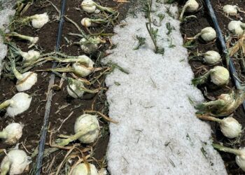 Cuantifican daños por granizadas en Felipe Ángeles y Quecholac