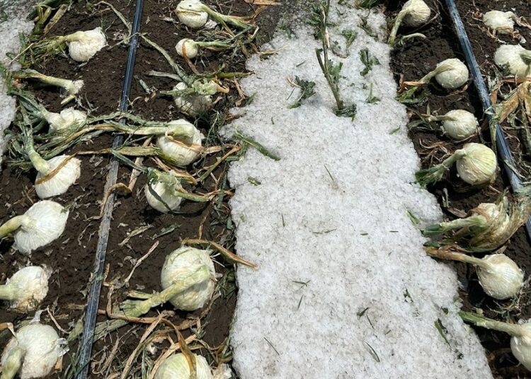 Cuantifican daños por granizadas en Felipe Ángeles y Quecholac