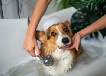 Convierte la hora del baño de tu perro en un momento divertido