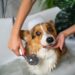 Convierte la hora del baño de tu perro en un momento divertido
