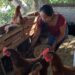 Familias se benefician con producción de huevo orgánico