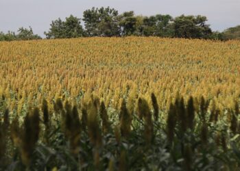 Impulsan producción de sorgo en Puebla