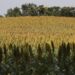 Impulsan producción de sorgo en Puebla