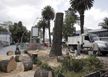 Derribarán palmeras por plaga amarilla  