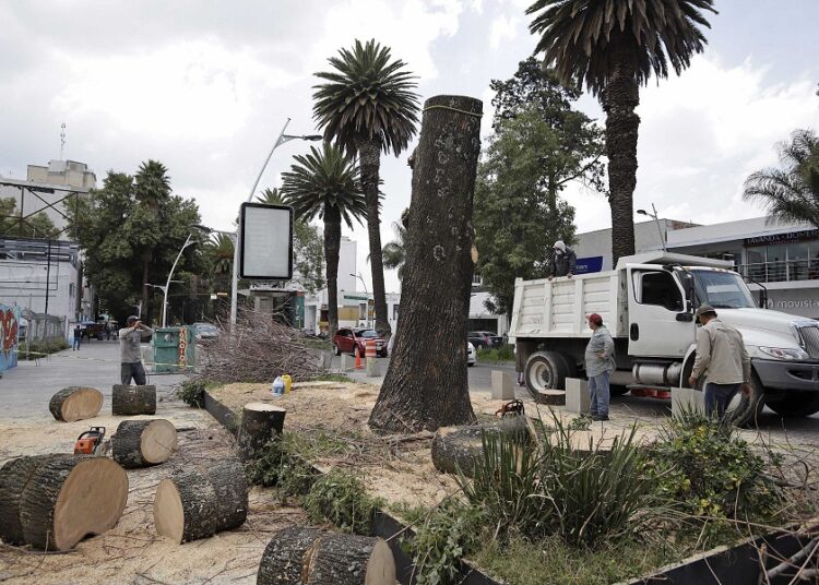 Derribarán palmeras por plaga amarilla