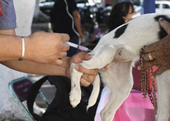 Extienden jornada de vacunación antirrábica canina y felina