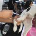 Extienden jornada de vacunación antirrábica canina y felina