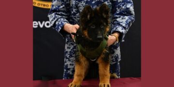 Llega a México lomito donado por Turquía