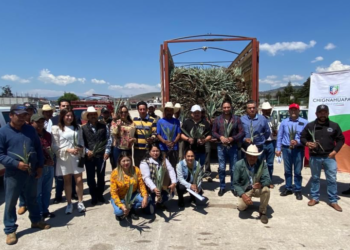 Productores de Chignahuapan reciben 24 mil plantas de agave mezcalero
