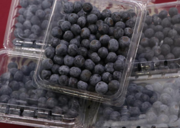 Puebla, potencia nacional en producción de blueberry orgánico con calidad de exportación