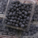 Puebla, potencia nacional en producción de blueberry orgánico con calidad de exportación