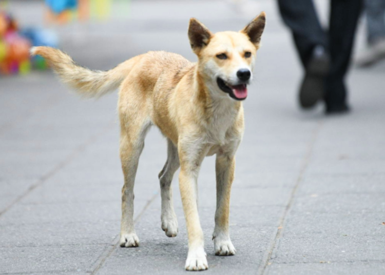 Lleva a vacunar a tus perritos y gatitos ¡GRATIS!