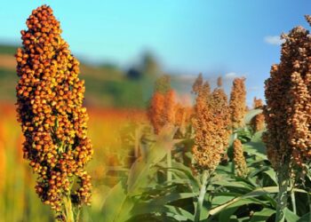 Gobierno de Puebla impulsa cultivo de sorgo