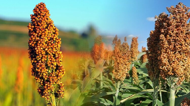Gobierno de Puebla impulsa cultivo de sorgo