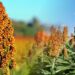 Gobierno de Puebla impulsa cultivo de sorgo