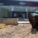 Ayuntamiento de Puebla indagará tala de árboles de agencia Chirey