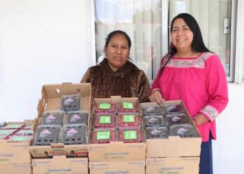 Promueve gobierno de Puebla consumo local de frambuesas y zarzamoras