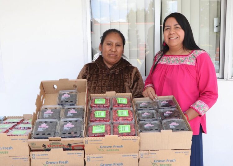 Promueve gobierno de Puebla consumo local de frambuesas y zarzamoras