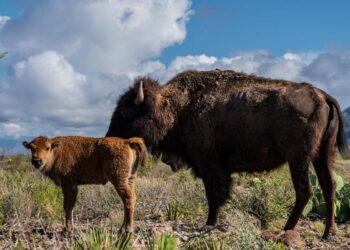 Nacen crías de bisonte en Reserva Natural El Carmen de Cemex