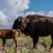 Nacen crías de bisonte en Reserva Natural El Carmen de Cemex