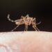 No ha habido muertes por dengue en Puebla
