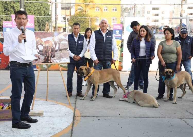 Ayuntamiento de Puebla rescató 11 ‘lomitos’ para dar en adopción