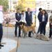 Ayuntamiento de Puebla rescató 11 ‘lomitos’ para dar en adopción